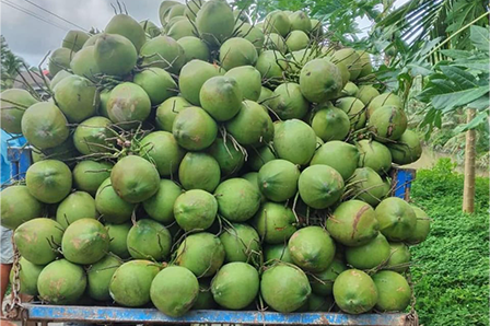 who is the Best Tender Coconut Distributors in Bangalore? | by Coconut Mashkiri | Feb, 2024 | Medium